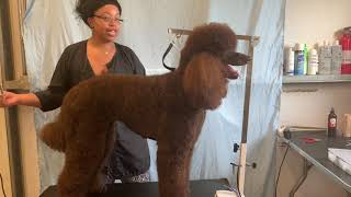 Grooming a Standard Poodle [upl. by Anier]