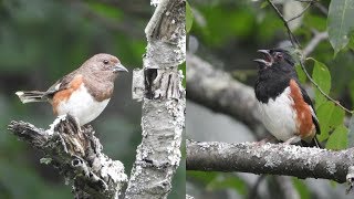 Eastern Towhee Calls Male and Female [upl. by Atival]