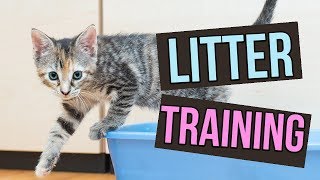 How to Litter Train Baby Kittens [upl. by Felty]