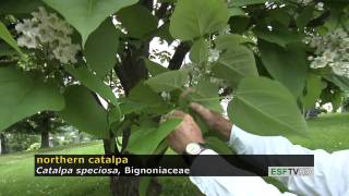 Trees with Don Leopold  northern catalpa [upl. by Lancaster]