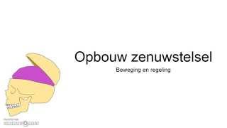 Opbouw zenuwstelsel [upl. by Cumings190]