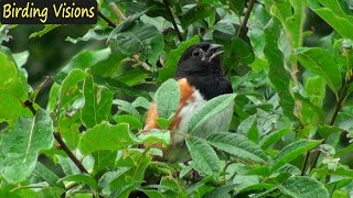 Eastern Towhee Song quotdrinkyourteaquot  Birds of Pennsylvania [upl. by Sgninnej574]