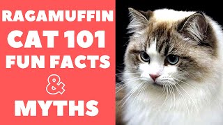 Ragamuffin Cats 101  Fun Facts amp Myths [upl. by Kiyoshi855]