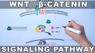 WntβCatenin Signaling Pathway [upl. by Blus]