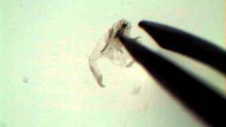 Drosophila Salivary Gland Dissection [upl. by Peckham492]