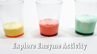 Explore Enzymes  STEM Activity [upl. by Maite365]