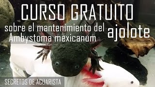 🌟 CURSO GRATUITO Mantenimiento y cuidados del ajolote Ambystoma mexicanum [upl. by Aleehs]