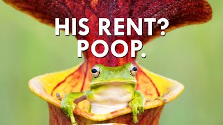 You Won’t Believe What Pitcher Plants Charge In Rent [upl. by Winser]