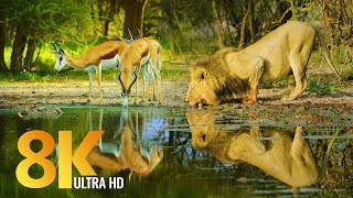 Amazing Wildlife of Botswana  8K Nature Documentary Film with music [upl. by Muna662]