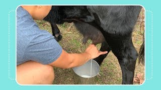 How to Milk a Cow by Hand [upl. by Asenaj]