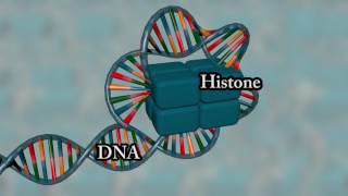 Chromosome structure  Medical animation [upl. by Ignatzia21]