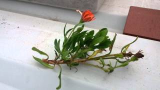 How to grow Daisies from a cutting [upl. by Starkey]