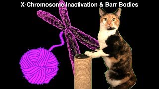 Genetics  Xchromosome Inactivation Barr Bodies and the Calico Cat [upl. by Irod796]