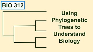 Using phylogenetic trees to understand biology [upl. by Xuerd]