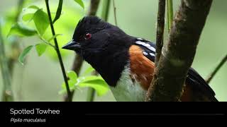 Spotted Towhee [upl. by Gorrono]