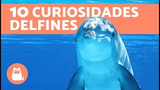 10 curiosidades sobre los delfines 100 REALES [upl. by Aivatnuahs246]