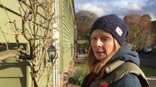 How To Winter Prune Wisteria [upl. by Jeffery]