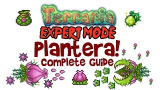 Terraria Plantera Guide Expert Mode amp Normal Too PC Console and Mobile 13 amp 12 [upl. by Kennan]