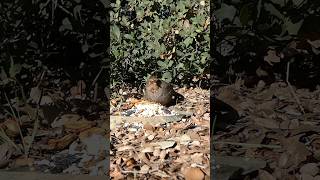 California Towhee🐦Sunny Morning Seed Bounty californiatowhee [upl. by Adas]