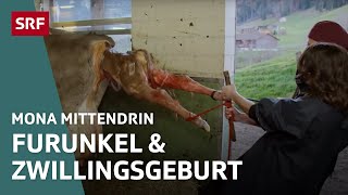 Beim Tierarzt in Appenzell – Von grossen und kleinen Tieren  Mona mittendrin 2021  SRF Dok [upl. by Arabele402]