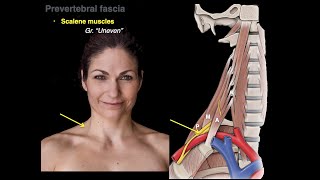 Muscles of the neck [upl. by Ihdin]