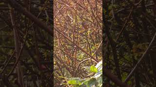 Spotted towhee Point Defiance Park [upl. by Milon794]