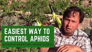 Easiest Way to Control Aphid amp Whitefly Pests without Insecticide [upl. by Nealon646]