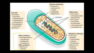 AntiBacterial Drug Targets [upl. by Eruza]