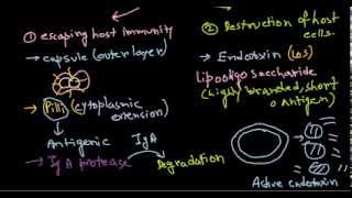 Neisseria meningitidis pathogenesis [upl. by Harneen]