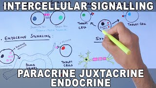 Intercellular Signalling  Cell to Cell Communication [upl. by Nimaynib]