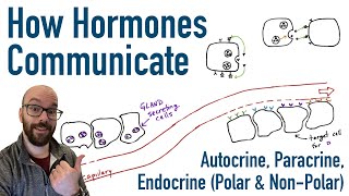 How Hormones Communicate [upl. by Kcirdderf]