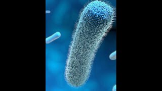 Listeria monocytogenes introduction and properties Part 1 [upl. by Hannie833]