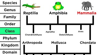 Phylogeny and the Tree of Life [upl. by Enogitna]