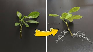 How to Grow Gardenia From Cuttings 33 days Time Lapse [upl. by Nylesoy]