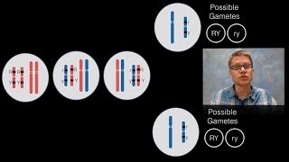 Chromosomal Inheritance [upl. by Audwen]