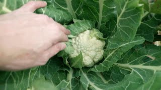 Growing Cauliflower [upl. by Vance]