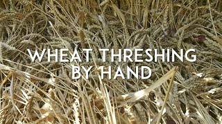 Wheat Threshing and Winnowing by Hand [upl. by Greiner708]