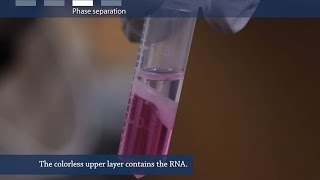 How to isolate RNA from tissue or cells [upl. by Kosel730]