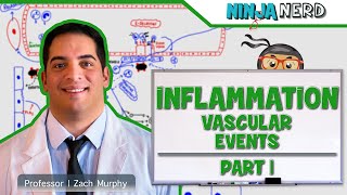 Immunology  Inflammation Vascular Events Part 1 [upl. by Edmon525]