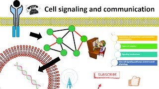 cell signaling overview [upl. by Ogdon]