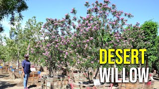 Burgundy Desert Willow Trees [upl. by Foster]