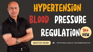 Hypertension  Blood Pressure Regulation  Hypotension [upl. by Adnorrahs]