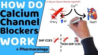 How do Calcium Channel Blockers Work Pharmacology [upl. by Ragas]