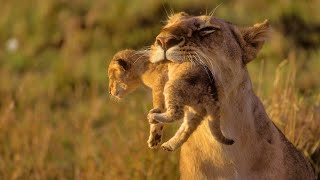 Animals of Africa  HD Documentary  David Attenborough [upl. by Dazhahs]