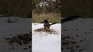 Spotted Towhee🐦Snow Feast spottedtowhee [upl. by Slavic27]