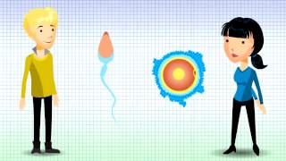 Understanding Chromosomal Translocation  Reciprocal Translocation v12 [upl. by Diehl]