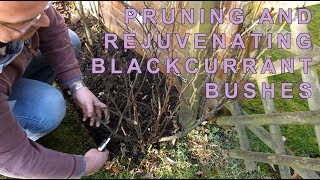 Pruning blackcurrant bushes [upl. by Ahsiekim]