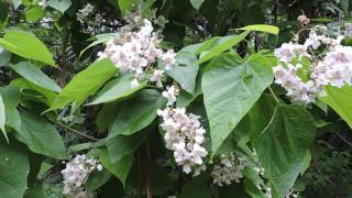 Capital Naturalist Catalpa Tree [upl. by Burnside]