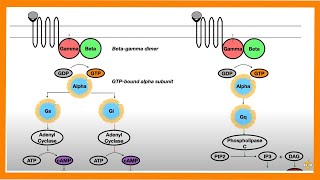 Signal Transduction Pathways GProtein Receptor Tyrosine Kinase cGMP [upl. by Scotti]