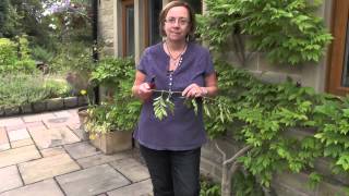 How to make wisteria flower [upl. by Hollyanne]